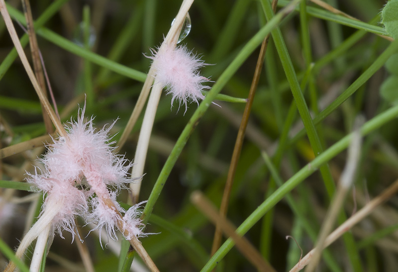 Laetisaria fuciformis